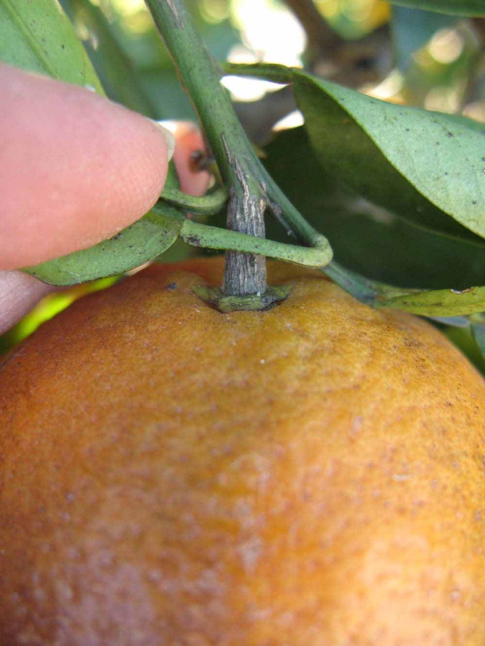              Fruit (Winter Haven, FL)       